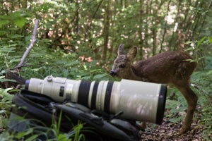 Capreolus capreolus (Chevreuil)