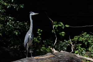 Ardea cinerea (Héron cendré)