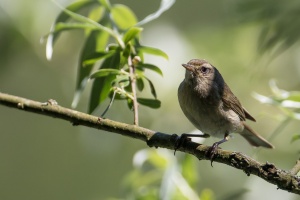 Phylloscopus collybita (Pouillot véloce)