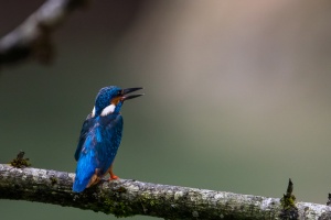 Alcedo atthis (Martin-pêcheur d'Europe)