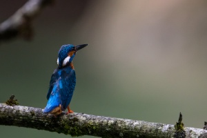 Alcedo atthis (Martin-pêcheur d'Europe)