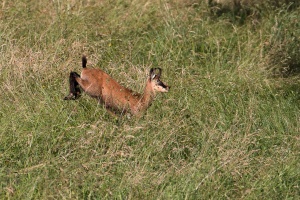 Rupicapra pyrenaica (Chamois)