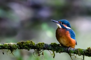 Alcedo atthis (Martin-pêcheur d'Europe)