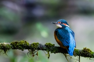 Alcedo atthis (Martin-pêcheur d'Europe)