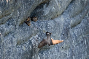 Ptyonoprogne rupestris (Hirondelle des rochers)