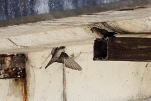 Ptyonoprogne rupestris (Hirondelle des rochers)