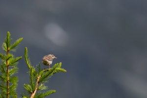 Anthus trivialis (Pipit des arbres)