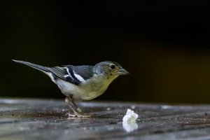 Fringilla coelebs (Pinson des arbres)