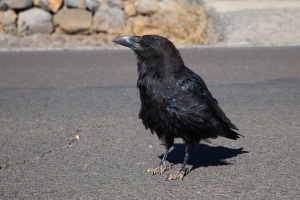 Corvus corax (Grand corbeau)