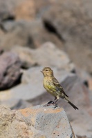 Serinus canaria (Serin des Canaries)