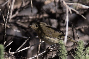 Phylloscopus canariensis (Pouillot des Canaries)