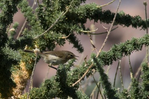 Phylloscopus canariensis (Pouillot des Canaries)