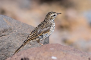 Anthus berthelotii (Pipit de Berthelot)