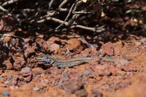 Gallotia galloti (Lézard des Canaries occidentales)