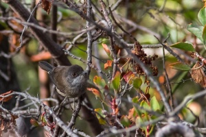 Sylvia melanocephala (Fauvette mélanocéphale)