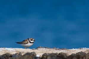 Charadrius hiaticula (Grand gravelot)