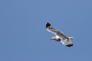 Larus michahellis (Goéland argenté)