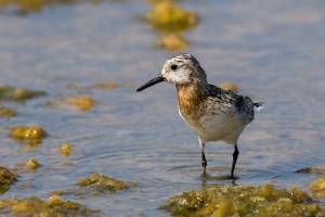 Calidris alba (Bécasseau sanderling)