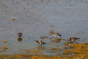 Arenaria interpres (Tournepierre à collier)