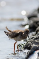 Tringa totanus (Chevalier gambette)