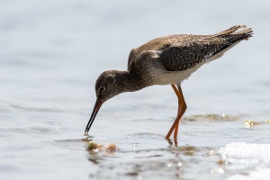 Tringa totanus (Chevalier gambette)