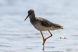 Tringa totanus (Chevalier gambette)