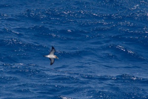 Calonectris diomedea (Puffin cendré)