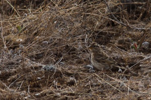 Petronia petronia (Moineau soulcie)