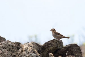 Petronia petronia (Moineau soulcie)