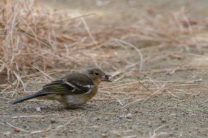 Fringilla coelebs (Pinson des arbres)