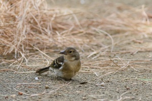 Fringilla coelebs (Pinson des arbres)