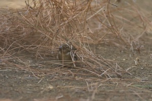 Fringilla coelebs (Pinson des arbres)