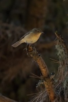 Phylloscopus canariensis (Pouillot des Canaries)