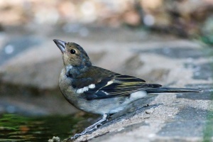 Fringilla coelebs (Pinson des arbres)