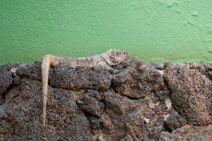 Gallotia simonyi (Lézard géant de El Hierro)