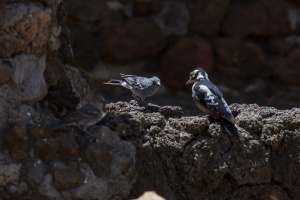 Dendrocopos major (Pic épeiche), Fringilla teydea (Pinson bleu)