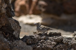 Fringilla teydea (Pinson bleu)