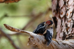 Dendrocopos major (Pic épeiche)