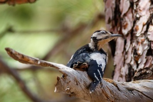 Dendrocopos major (Pic épeiche)