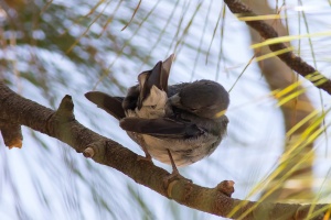 Fringilla teydea (Pinson bleu)