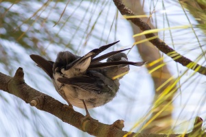 Fringilla teydea (Pinson bleu)