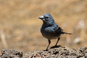 Fringilla teydea (Pinson bleu)