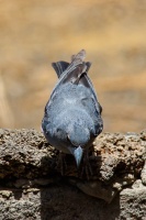 Fringilla teydea (Pinson bleu)