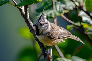 Lophophanes cristatus (Mésange huppée)