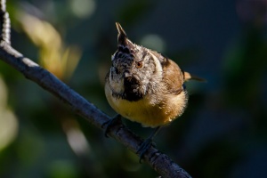 Lophophanes cristatus (Mésange huppée)