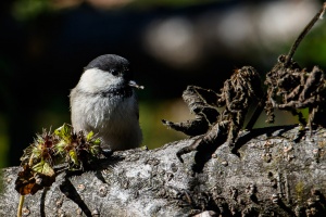 Poecile montanus (Mésange boréale)