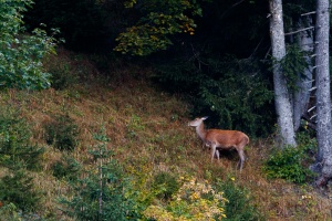 Cervus elaphus (Cerf)