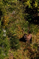 Cervus elaphus (Cerf)