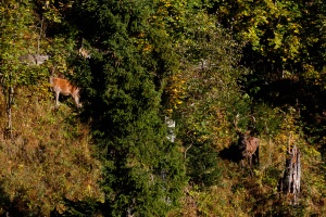 Cervus elaphus (Cerf)