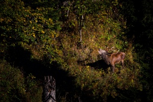 Cervus elaphus (Cerf)